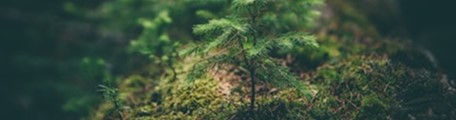 郑州生态葬树葬